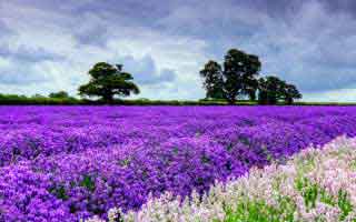 Stock Market Futures: Another 'Rebound' Act?: what's really behind it, and why the ADP jobs numbers probably won't matter